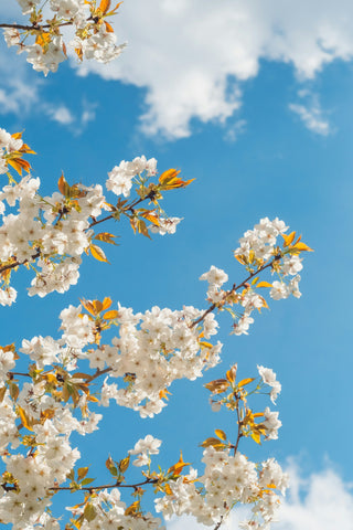 Spring Clean Your Mind